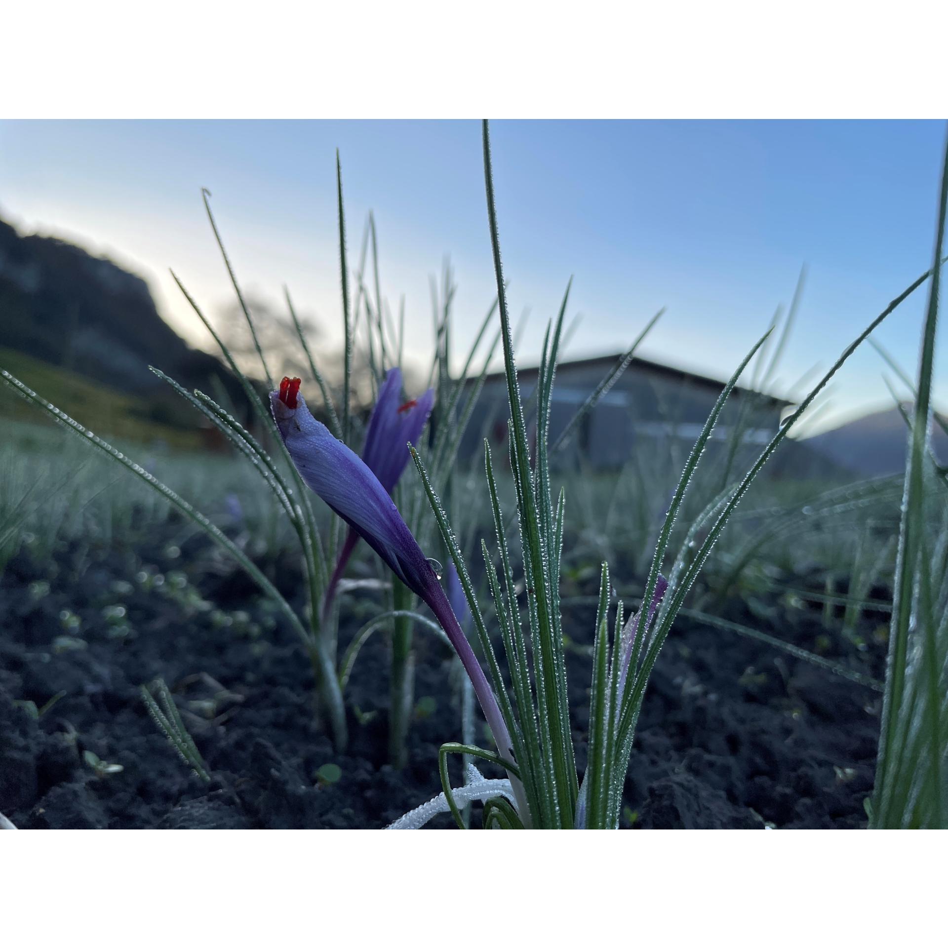 ADANKS BIOFARM Bündner Safran